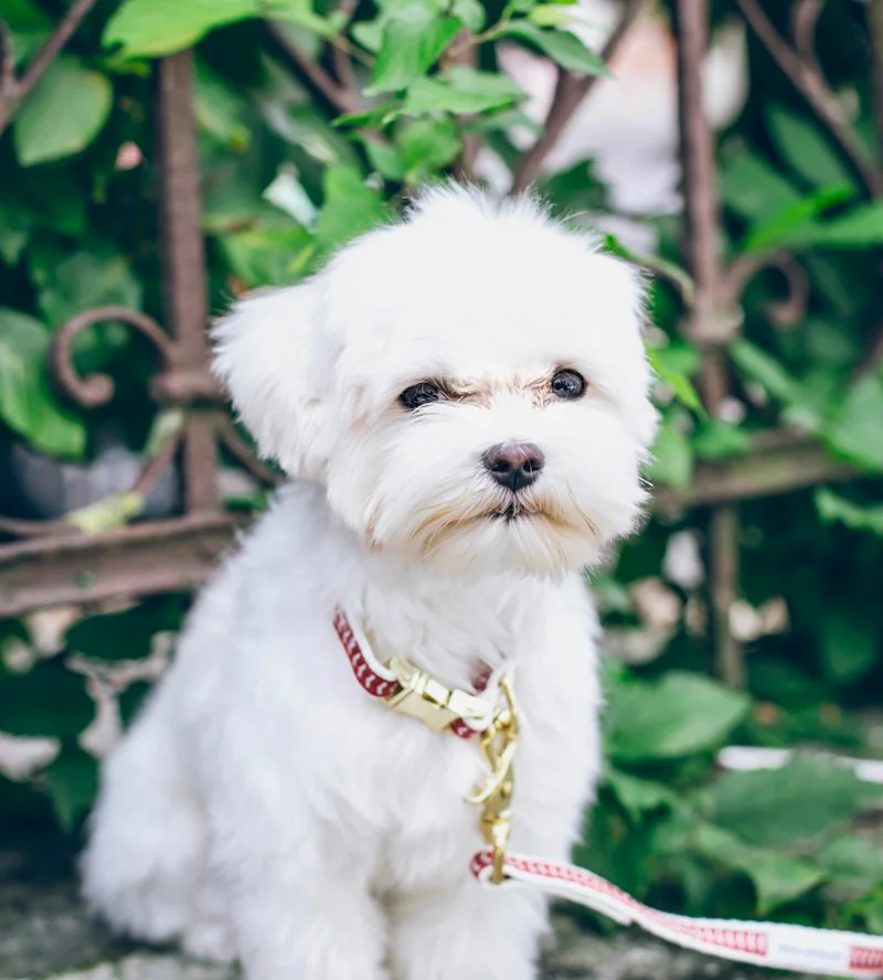 Cachorro maltês branco, tosado e penteado, sentado na calçada com uma guia rosa.