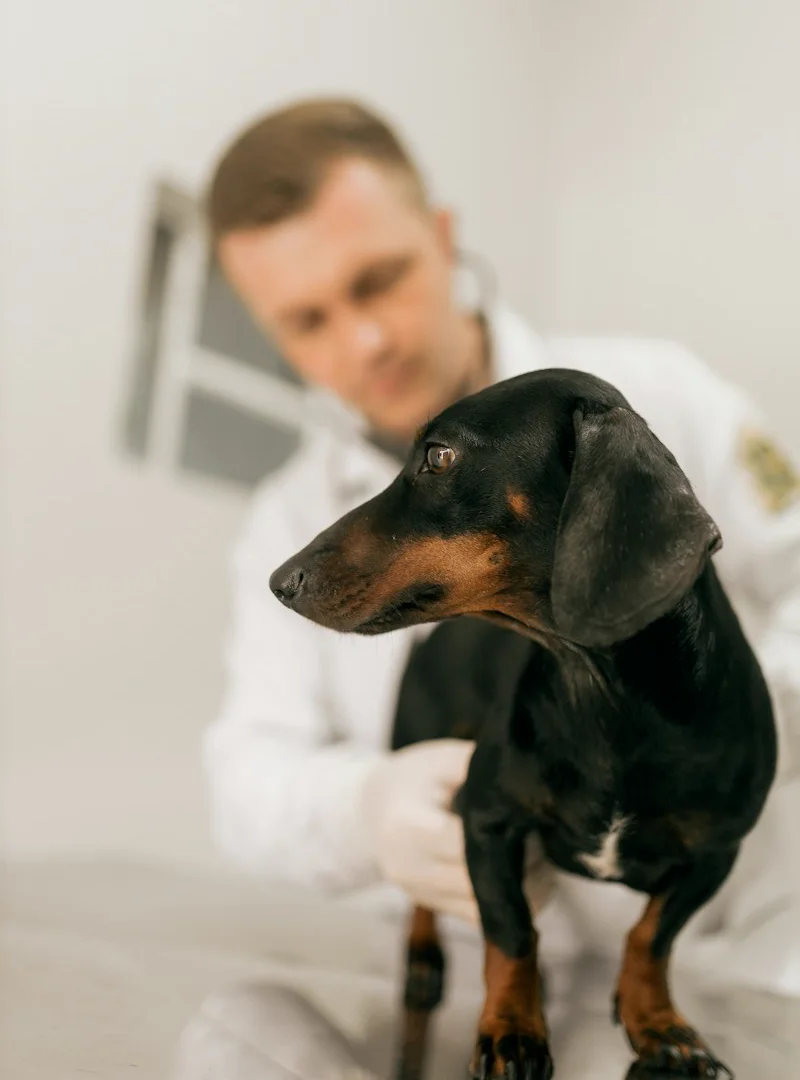 Veterinário examinando um dachshund preto e marrom sobre a mesa do consultório.