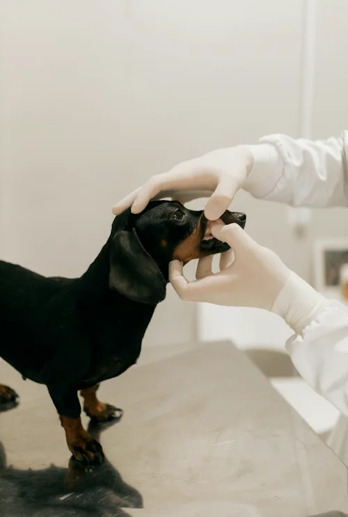 Veterinário examinando a boca de um dachshund.