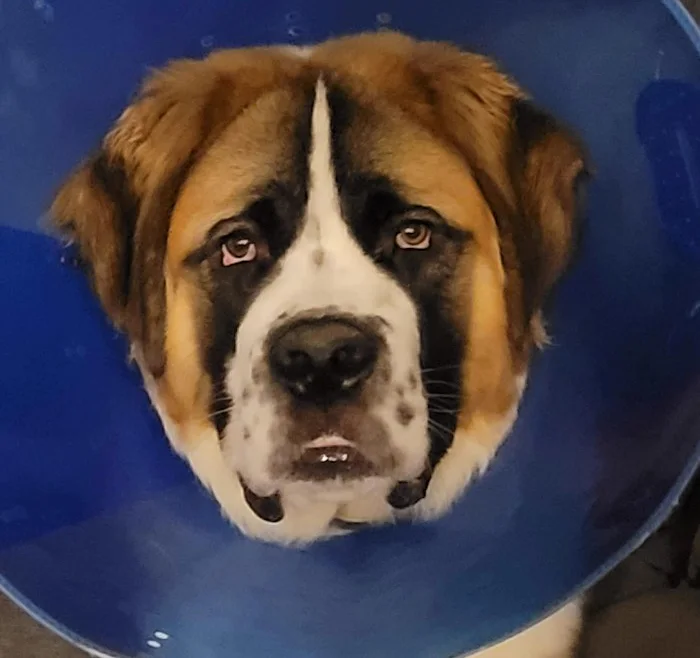 Cachorro são-bernardo usando colar elizabetano depois de uma cirurgia.
